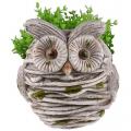 Dekorácia MagicHome Gecco, Sova v hniezde, magnesia, 28x24x30 cm